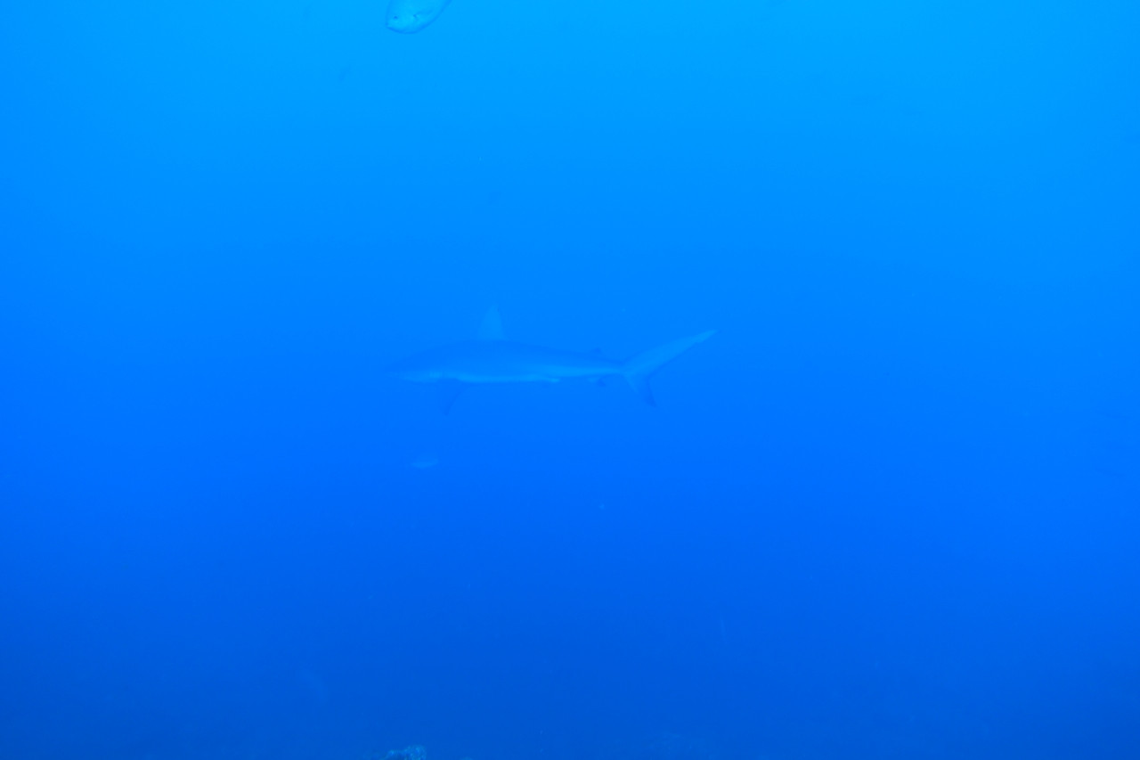 DSC00512.JPG