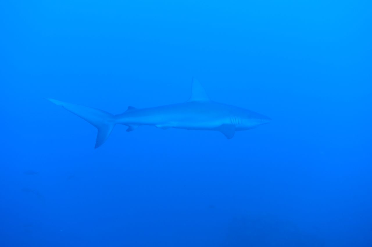 DSC00515.JPG