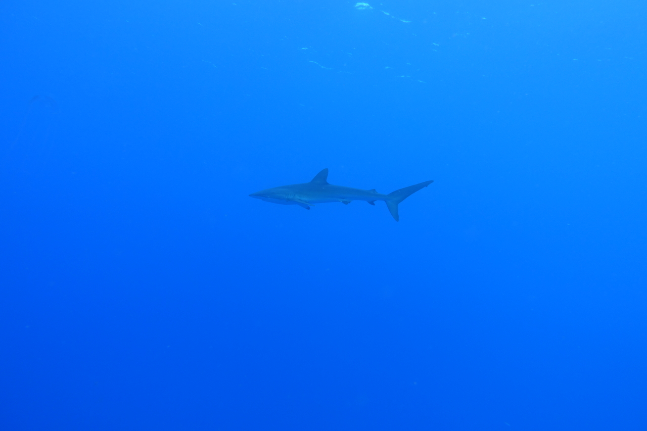 DSC00522.JPG