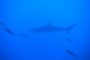 DSC00215.JPG