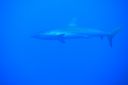 DSC00216.JPG