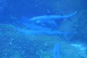 DSC00230.JPG