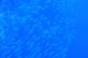 DSC00233.JPG