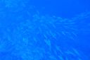 DSC00235.JPG