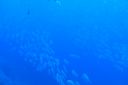 DSC00241.JPG