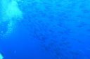 DSC00243.JPG