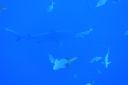 DSC00257.JPG