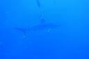 DSC00264.JPG