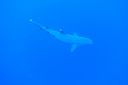 DSC00265.JPG