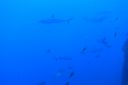 DSC00266.JPG