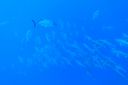 DSC00271.JPG