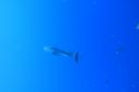 DSC00429.JPG