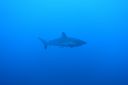 DSC00485.JPG