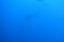 DSC00487.JPG