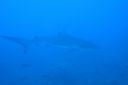 DSC00493.JPG