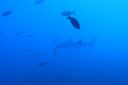DSC00509.JPG