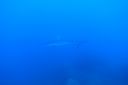 DSC00511.JPG