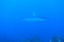 DSC00513.JPG