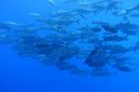 DSC00523.JPG