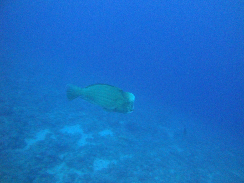 DSC00061.JPG