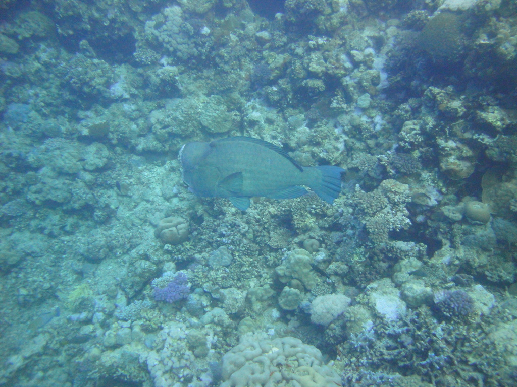 DSC00084.JPG