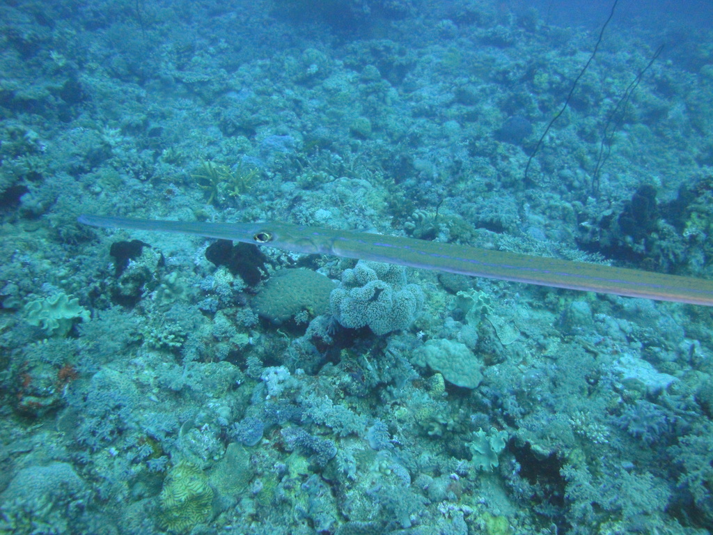 DSC00113.JPG