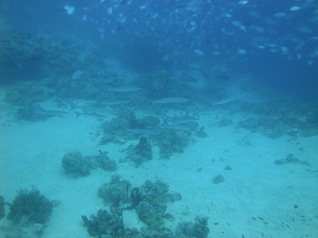 DSC00116.JPG