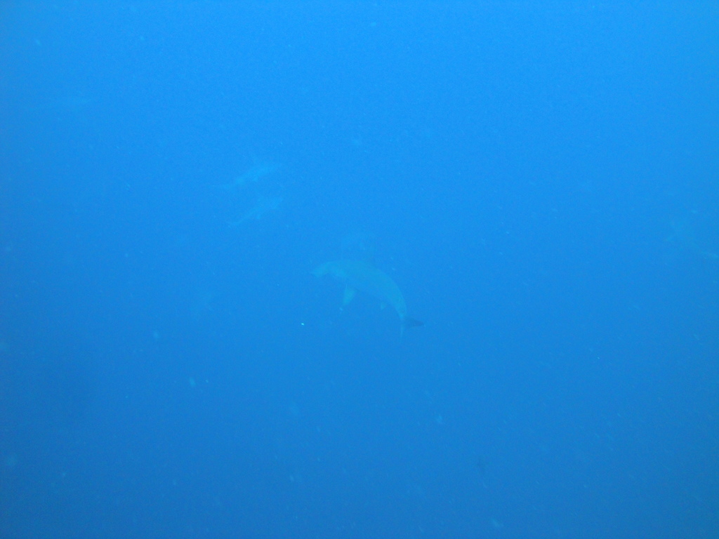 DSC00248.JPG