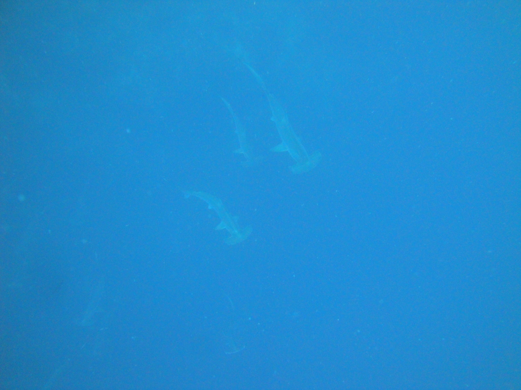 DSC00335.JPG
