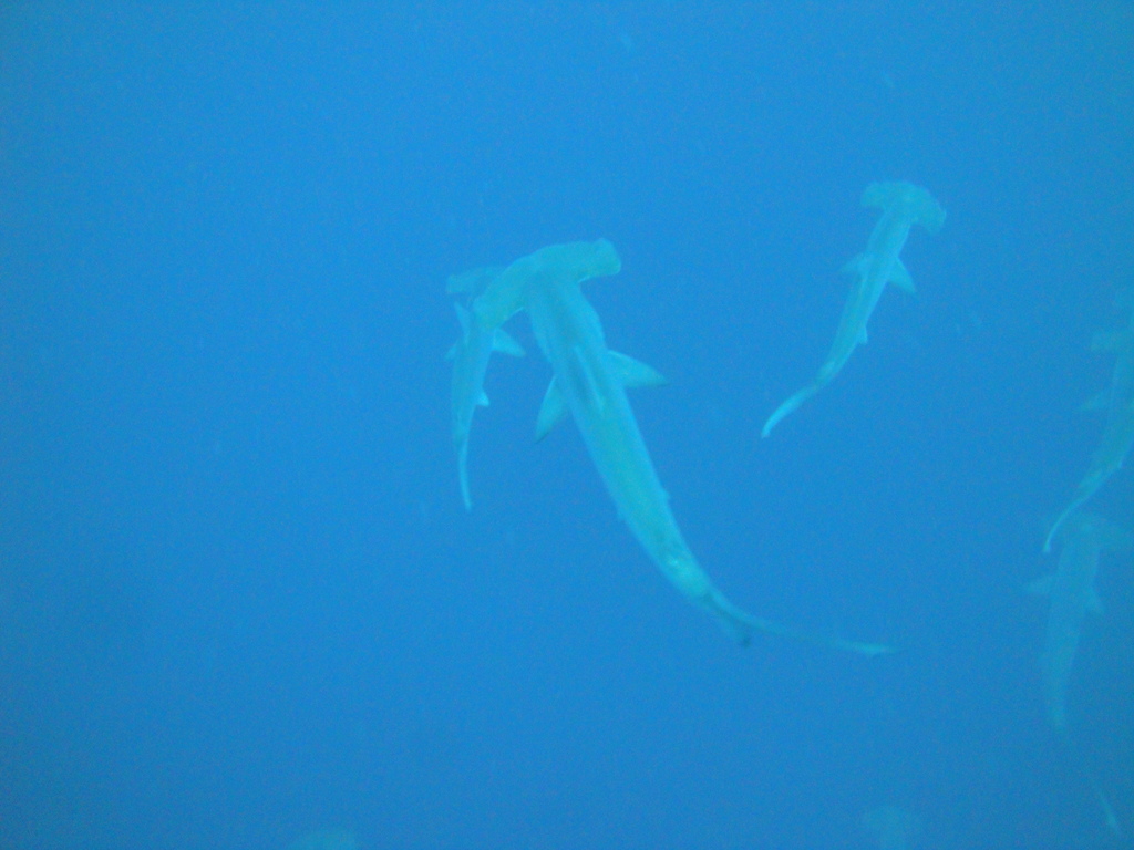 DSC00339.JPG