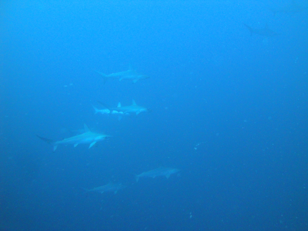 DSC00437.JPG