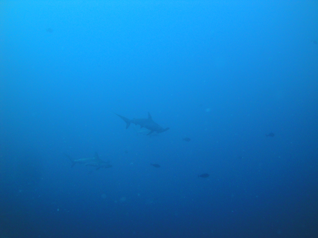 DSC00485.JPG
