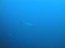 Filename=DSC00189.JPG
Filesize=258KiB
Dimensions=1024x768
Date added=Aug 05, 2014 DSC00189.JPG