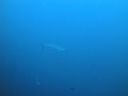 Filename=DSC00190.JPG
Filesize=258KiB
Dimensions=1024x768
Date added=Aug 05, 2014 DSC00190.JPG