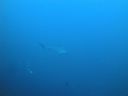 Filename=DSC00191.JPG
Filesize=258KiB
Dimensions=1024x768
Date added=Aug 05, 2014 DSC00191.JPG