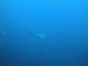 Filename=DSC00192.JPG
Filesize=259KiB
Dimensions=1024x768
Date added=Aug 05, 2014 DSC00192.JPG