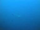 Filename=DSC00194.JPG
Filesize=258KiB
Dimensions=1024x768
Date added=Aug 05, 2014 DSC00194.JPG