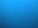 Filename=DSC00195.JPG
Filesize=258KiB
Dimensions=1024x768
Date added=Aug 05, 2014 DSC00195.JPG