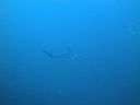 Filename=DSC00196.JPG
Filesize=259KiB
Dimensions=1024x768
Date added=Aug 05, 2014 DSC00196.JPG