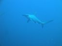 Filename=DSC00204.JPG
Filesize=237KiB
Dimensions=1024x768
Date added=Aug 05, 2014 DSC00204.JPG