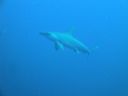 Filename=DSC00205.JPG
Filesize=238KiB
Dimensions=1024x768
Date added=Aug 05, 2014 DSC00205.JPG