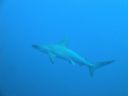Filename=DSC00206.JPG
Filesize=242KiB
Dimensions=1024x768
Date added=Aug 05, 2014 DSC00206.JPG