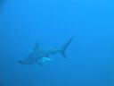 Filename=DSC00208.JPG
Filesize=243KiB
Dimensions=1024x768
Date added=Aug 05, 2014 DSC00208.JPG