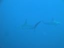 Filename=DSC00211.JPG
Filesize=235KiB
Dimensions=1024x768
Date added=Aug 05, 2014 DSC00211.JPG