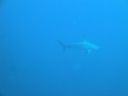Filename=DSC00213.JPG
Filesize=234KiB
Dimensions=1024x768
Date added=Aug 05, 2014 DSC00213.JPG