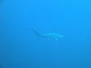 Filename=DSC00214.JPG
Filesize=240KiB
Dimensions=1024x768
Date added=Aug 05, 2014 DSC00214.JPG