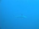Filename=DSC00215.JPG
Filesize=243KiB
Dimensions=1024x768
Date added=Aug 05, 2014 DSC00215.JPG