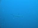 DSC00217.JPG