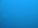 Filename=DSC00218.JPG
Filesize=233KiB
Dimensions=1024x768
Date added=Aug 05, 2014 DSC00218.JPG