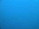 Filename=DSC00220.JPG
Filesize=230KiB
Dimensions=1024x768
Date added=Aug 05, 2014 DSC00220.JPG